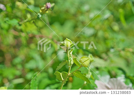 綠芙蓉花蕾（秋季，九月） 131238083