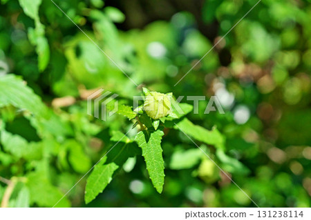 Green Hibiscus hibiscus buds (autumn, September) 131238114
