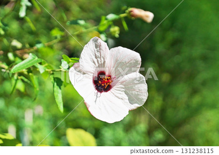 White Hibiscus takasago flowers (autumn, September) 131238115