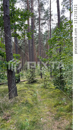 A serene forest path surrounded by tall pine trees and lush greenery. Sunlight filters through the leaves, creating a peaceful atmosphere 131238121
