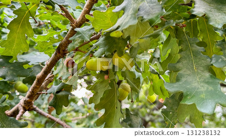 Green acorns hanging from an oak tree branch surrounded by lush green leaves. The scene captures the essence of nature and growth 131238132