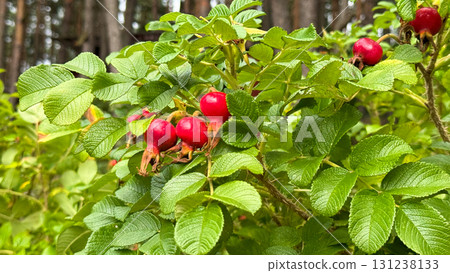 Bright red rose hips grow on a green bush in a forest setting. The leaves are lush and healthy, creating a vibrant natural scene 131238133