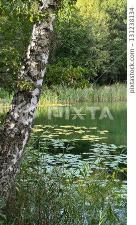 A serene lake surrounded by lush greenery. A birch tree stands on the left, with lily pads floating on the water's surface. The scene conveys tranquility and nature A serene lake surrounded by lush greenery. A birch tree stands on the left, with lily pads floating on the water's surface. The scene conveys tranquility and nature 131238134