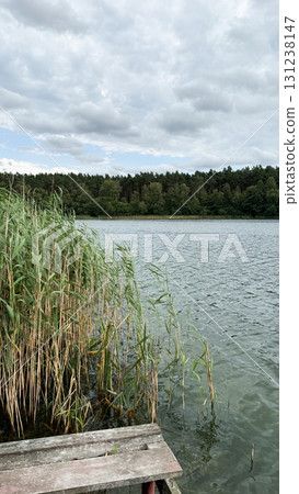 A serene lake surrounded by tall green reeds and lush trees under a cloudy sky. The calm water reflects the natural scenery A serene lake surrounded by tall green reeds and lush trees under a cloudy sky. The calm water reflects the natural scenery 131238147