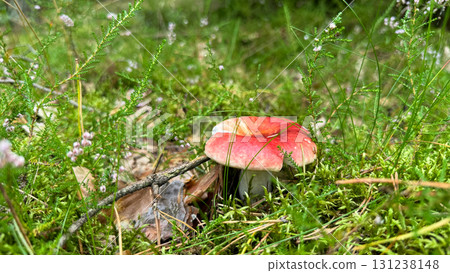A vibrant red mushroom grows amidst green grass and small flowers in a natural setting. The scene captures the beauty of nature and biodiversity A vibrant red mushroom grows amidst green grass and small flowers in a natural setting. The scene captures the beauty of nature and biodiversity 131238148
