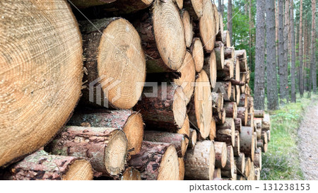 Stacked logs in a forest setting. The logs are cut and neatly arranged along a path surrounded by trees. Natural wood texture is visible 131238153