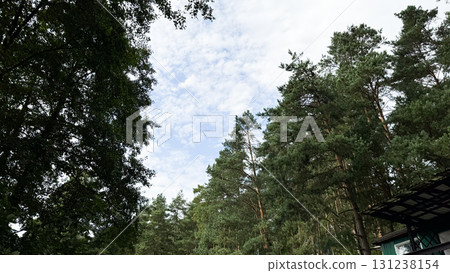 A serene view of tall green trees under a partly cloudy sky. The scene captures the tranquility of nature in a forested area A serene view of tall green trees under a partly cloudy sky. The scene captures the tranquility of nature in a forested area 131238154
