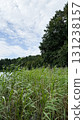 Tall green reeds grow near a calm lake surrounded by trees under a cloudy sky. The scene captures a serene natural environment 131238157