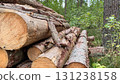 Stacked logs in a forest setting. The logs are cut and arranged neatly, surrounded by green foliage and trees. Natural wood texture is visible 131238158