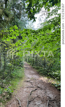 A serene forest path surrounded by lush green foliage. The trail is lined with tree roots and dappled sunlight filters through the leaves 131238167
