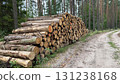 A stack of freshly cut logs beside a dirt road in a forest. Tall trees surround the area, creating a natural setting for timber storage 131238168