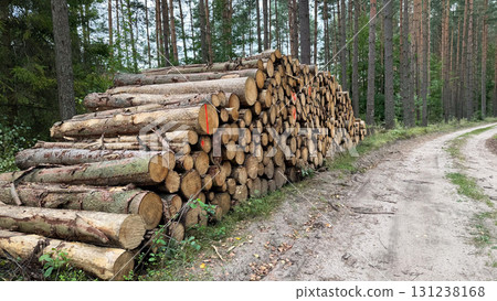 A stack of freshly cut logs beside a dirt road in a forest. Tall trees surround the area, creating a natural setting for timber storage 131238168