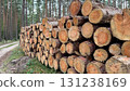 A stack of freshly cut logs beside a dirt path in a forest. The logs are neatly arranged, showcasing their natural wood grain and rings 131238169