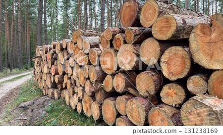 A stack of freshly cut logs beside a dirt path in a forest. The logs are neatly arranged, showcasing their natural wood grain and rings A stack of freshly cut logs beside a dirt path in a forest. The logs are neatly arranged, showcasing their natural wood grain and rings 131238169