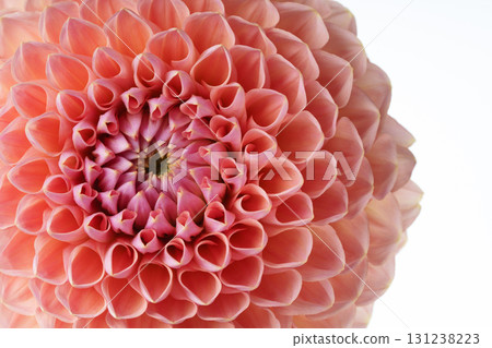 Close-up of a delicate dahlia with pink petals on a white background. 131238223