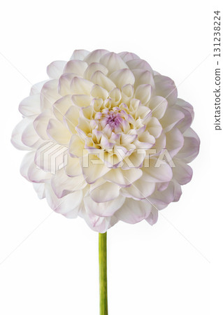White dahlia with a delicate purple hue on a white background. 131238224