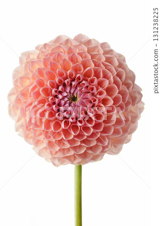 Close-up of a pink dahlia on a white background. Close-up of a pink dahlia on a white background. 131238225