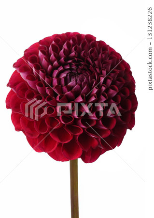 Close-up of a red dahlia on a white background. Close-up of a red dahlia on a white background. 131238226