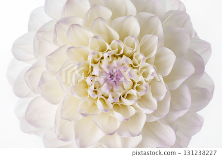 Close-up of a white dahlia with a delicate purple hue on a white background. Close-up of a white dahlia with a delicate purple hue on a white background. 131238227