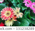 A close-up of a gerbera flower with a red to yellow gradient 131238289