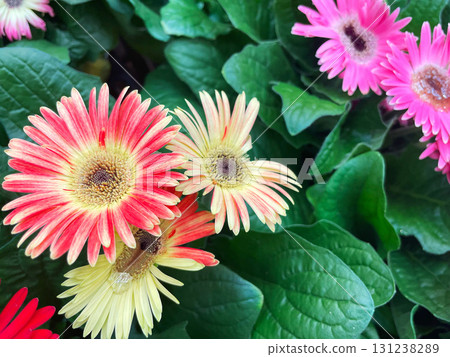 A close-up of a gerbera flower with a red to yellow gradient 131238289