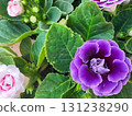 Purple gloxinia flowers and pale pink buds photographed with green leaves 131238290