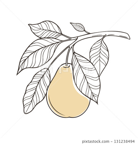Pear on branch with leaves. Hand drawn line art Illustration. Healthy fruit illustration. Pear on branch with leaves. Hand drawn line art Illustration. Healthy fruit illustration. 131238494