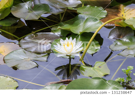 寧靜的池塘中盛開著白色的睡蓮和綠葉 131238647