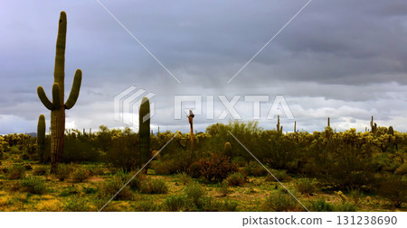Landscape Sonoran Desert Arizona 131238690