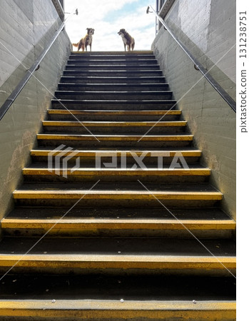 Two dogs stand together joyfully at the top of the stairs, enjoying a breathtaking scenic view 131238751