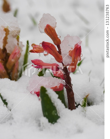 Small flower with snow on it Small flower with snow on it 131238763