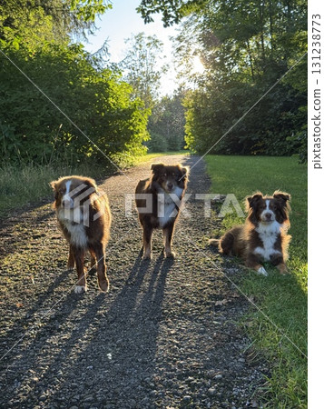 Three joyful dogs happily walking along a beautiful scenic pathway 131238773