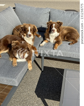 Three Adorable Dogs Relaxing Comfortably on Outdoor Furniture Under the Beautiful Sunshine 131238775