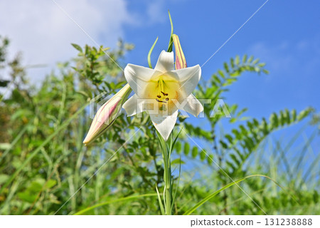 Takasago lily Takasago lily 131238888