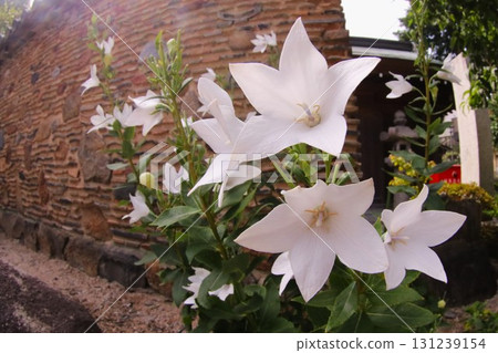 博多柵欄前盛開的白色風鈴草 131239154