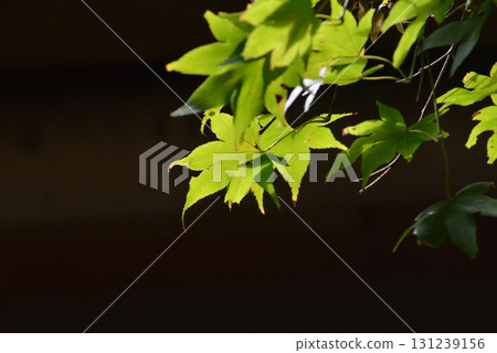 綠葉 131239156