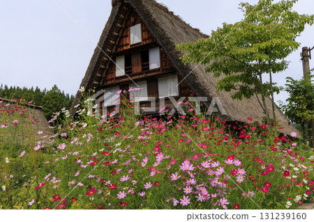 Shirakawa-go's Gassho-style houses and blooming cosmos Shirakawa-go's Gassho-style houses and blooming cosmos 131239160