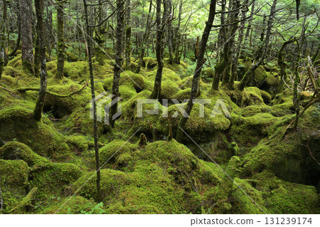 Moss leaves forest 131239174