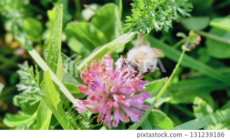 Bumblebee is actively pollinating a wildflower in a lush meadow Bumblebee is actively pollinating a wildflower in a lush meadow 131239186