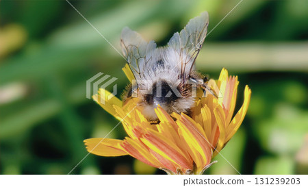 Bumblebee is actively pollinating a wildflower in a lush meadow Bumblebee is actively pollinating a wildflower in a lush meadow 131239203