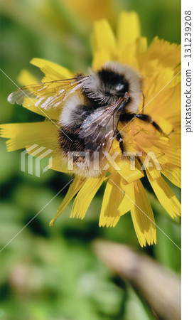 Bumblebee is actively pollinating a wildflower in a lush meadow Bumblebee is actively pollinating a wildflower in a lush meadow 131239208