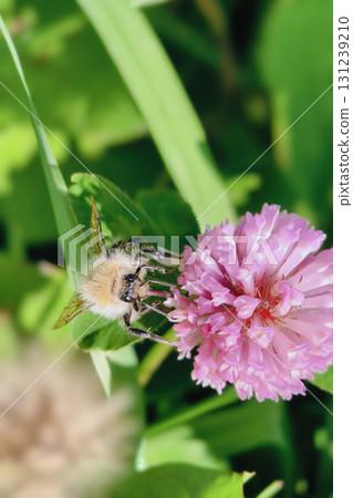 Bumblebee is actively pollinating a wildflower in a lush meadow Bumblebee is actively pollinating a wildflower in a lush meadow 131239210