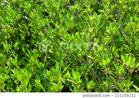 紅趙（杜鵑花科）日本首個紅茶專用品種 131239211