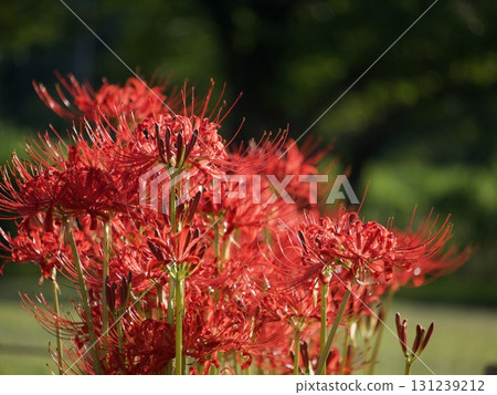 Photographing the long-awaited red spider lilies in full bloom bathed in the morning sun 131239212