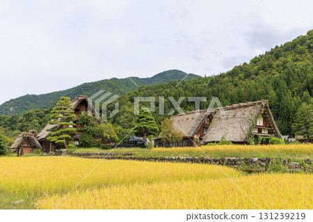 Scenery of Shirakawa-go's Gassho-style houses, golden rice ears, and loofahs entwined around thatched roofs 131239219