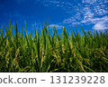 Rice growing under the blue sky 131239228
