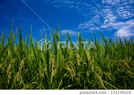 Rice growing under the blue sky Rice growing under the blue sky 131239228