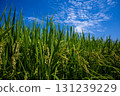 Rice growing under the blue sky 131239229