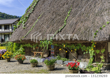 Shirakawa-go's Gassho-style houses, thatched roofs, and colorful flowers entwined with loofahs Shirakawa-go's Gassho-style houses, thatched roofs, and colorful flowers entwined with loofahs 131239269