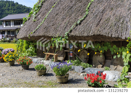 Shirakawa-go's Gassho-style houses, thatched roofs, and colorful flowers entwined with loofahs 131239270